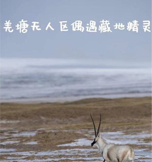 攻略四级大本营，轻松实现英语突破（四级大本营攻略，助你顺利通过大学英语四级考试）